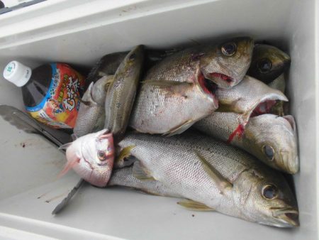 大進丸（愛知） 釣果