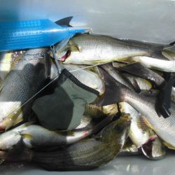 大進丸（愛知） 釣果