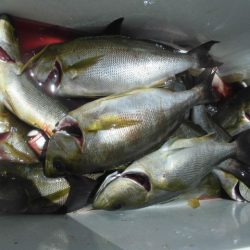 大進丸（愛知） 釣果