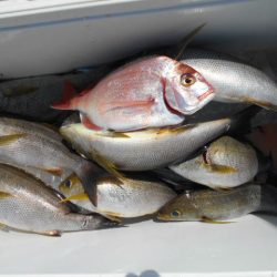 大進丸（愛知） 釣果