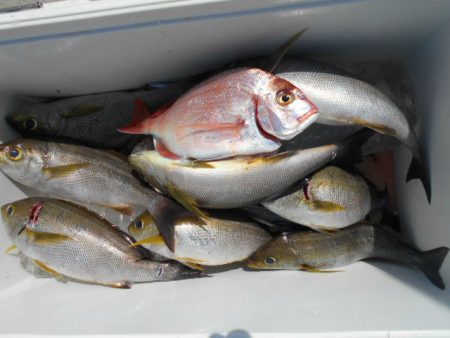 大進丸（愛知） 釣果