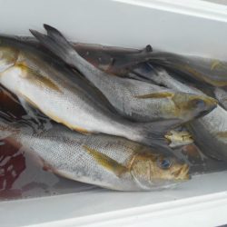 大進丸（愛知） 釣果