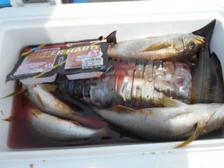 大進丸（愛知） 釣果