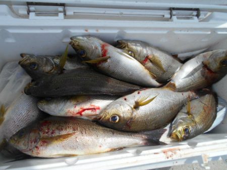 大進丸（愛知） 釣果