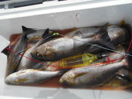 大進丸（愛知） 釣果