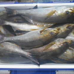 大進丸（愛知） 釣果