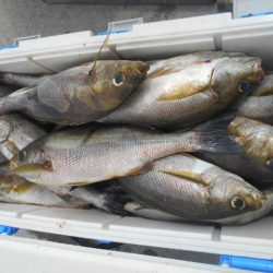 大進丸（愛知） 釣果