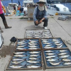 大進丸（愛知） 釣果