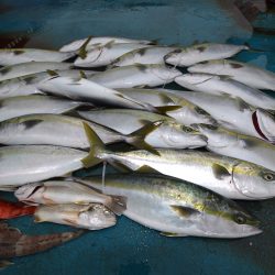 アジアマリンサービス 釣果