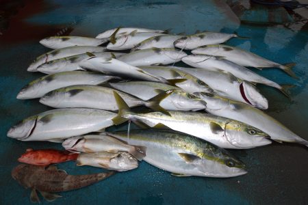 アジアマリンサービス 釣果