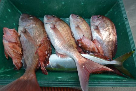 アジアマリンサービス 釣果