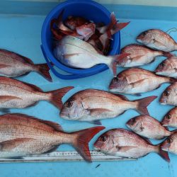 はらまる 釣果