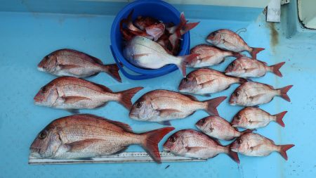 はらまる 釣果