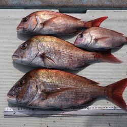 はらまる 釣果