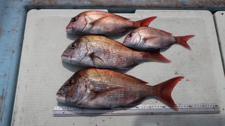 はらまる 釣果