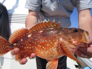 兼六丸 釣果