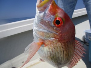 兼六丸 釣果