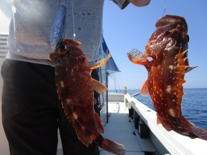 兼六丸 釣果