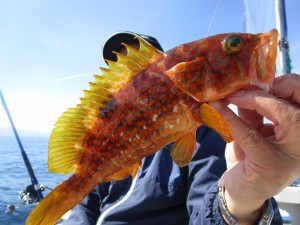 兼六丸 釣果