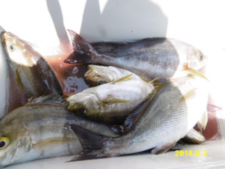 まとばや 釣果