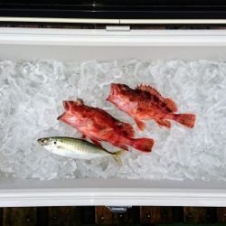 火遠理丸（ほおりまる） 釣果