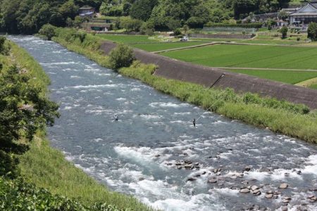 狩野川（狩野川漁業協同組合） 釣果