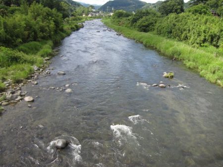 狩野川（狩野川漁業協同組合） 釣果