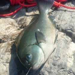 鵜来島家本渡船 釣果