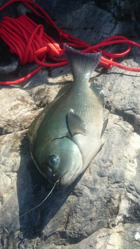 鵜来島家本渡船 釣果