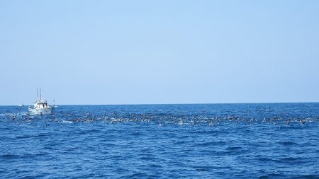 第三むつりょう丸 釣果