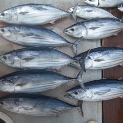 小海途 釣果