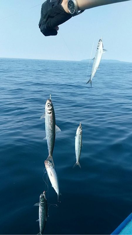 宝昌丸 釣果