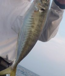 松福丸 釣果