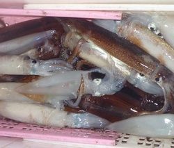 松福丸 釣果