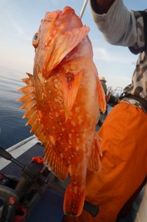 松福丸 釣果