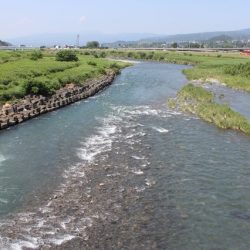 狩野川（狩野川漁業協同組合） 釣果