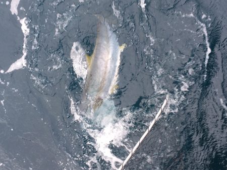 松鶴丸 釣果