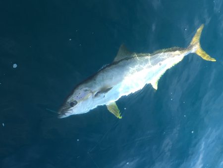 松鶴丸 釣果