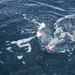 松鶴丸 釣果