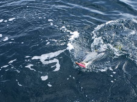 松鶴丸 釣果