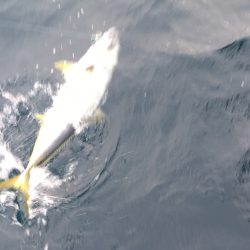 松鶴丸 釣果