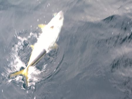 松鶴丸 釣果