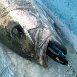 松鶴丸 釣果