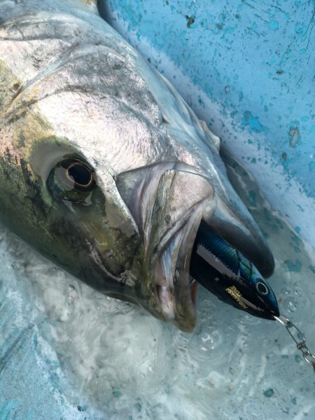 松鶴丸 釣果