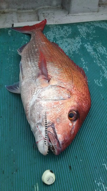 鷹王丸 釣果