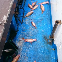 海龍丸（石川） 釣果