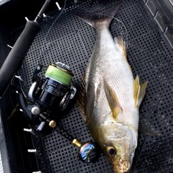 渡船屋たにぐち 釣果