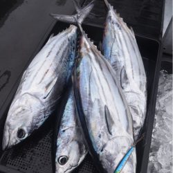 渡船屋たにぐち 釣果