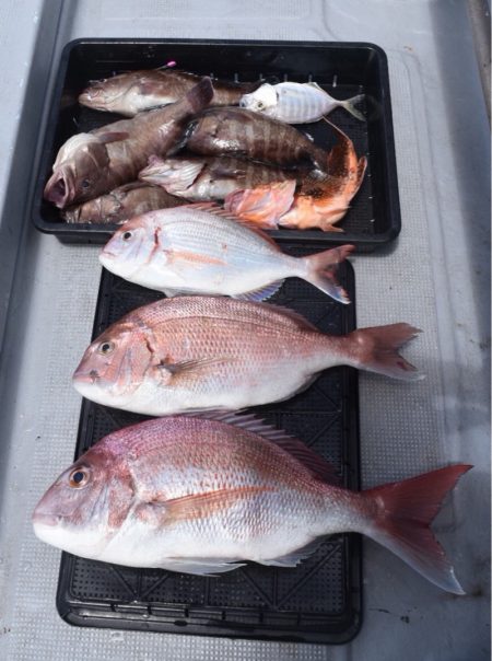 渡船屋たにぐち 釣果