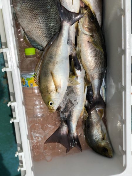 丸万釣船 釣果